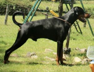  PACHA KAMAQ OF DARK ANCESTOR